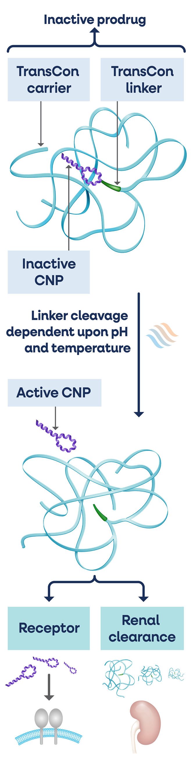 TransCon CNP diagram