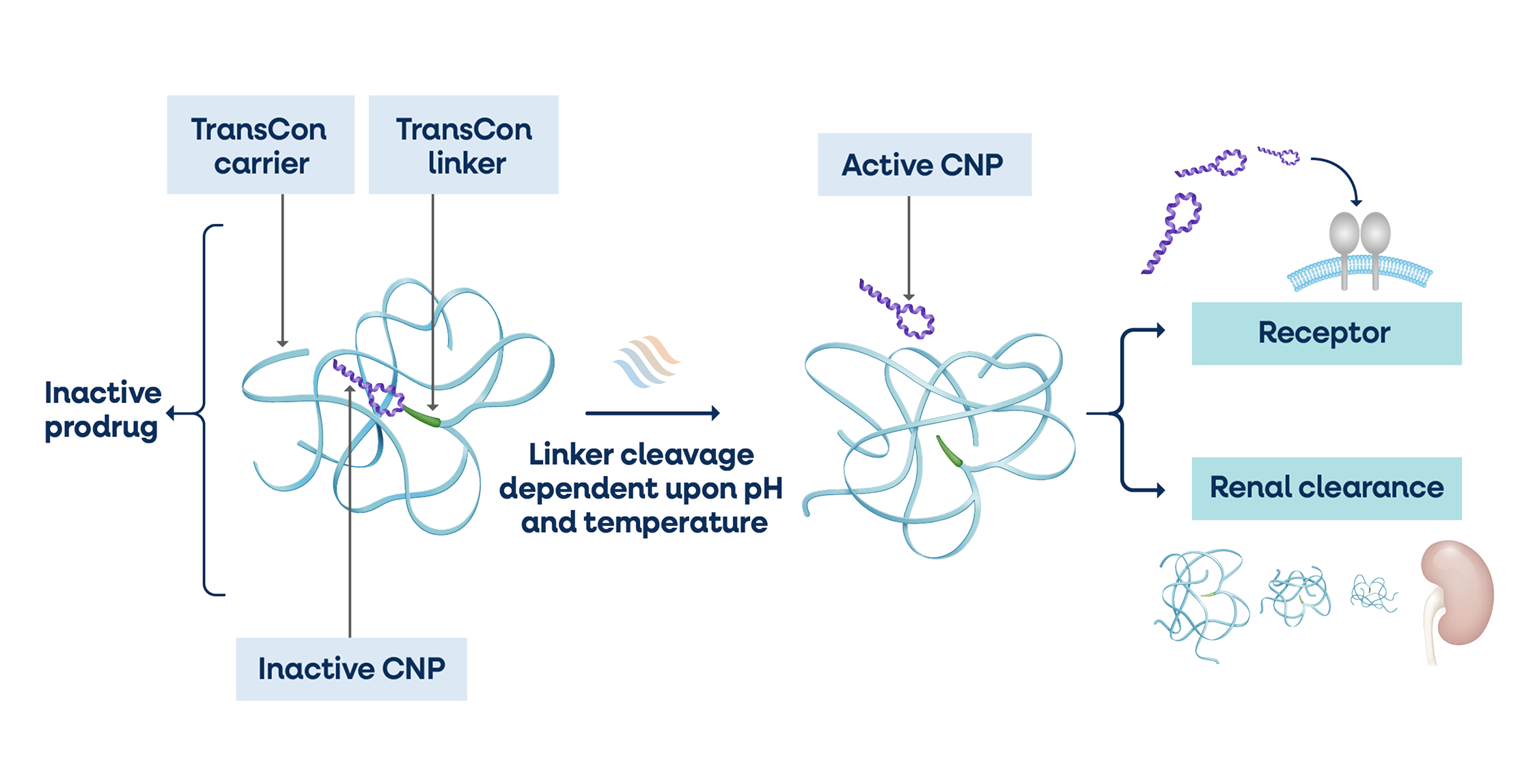 TransCon CNP diagram